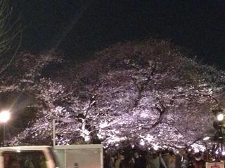 千鳥ヶ淵夜桜2.jpg